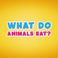 What do animals eat